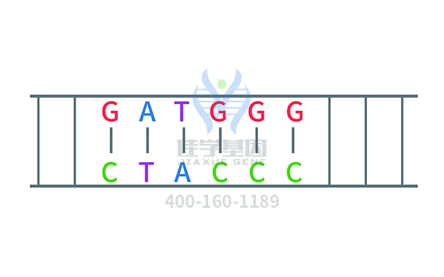 【佳学基因检测】多尾精子症和DNA过量相关的不育症基因解码、基因检测有什么用？