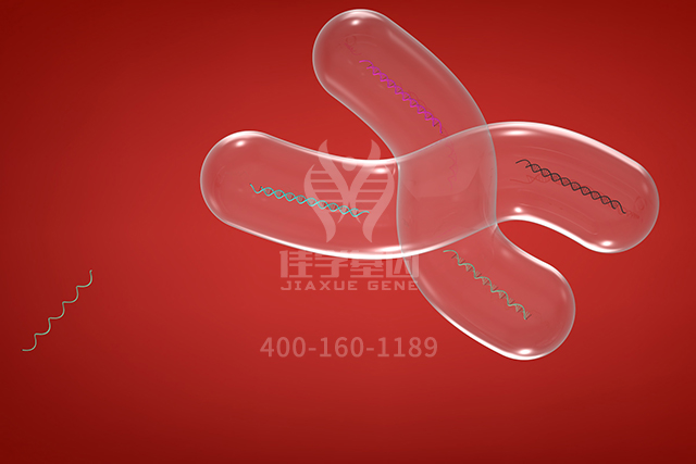 【佳学基因检测】遗传代谢科突变检测知识测验中关于ARF3的准备 【佳学基因检测】遗传代谢科突变检测知识测验中关于ARF3的准备