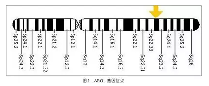 【佳学基因检测】精氨酸酶缺乏症基因解码、基因检测 【佳学基因检测】精氨酸酶缺乏症基因解码、基因检测