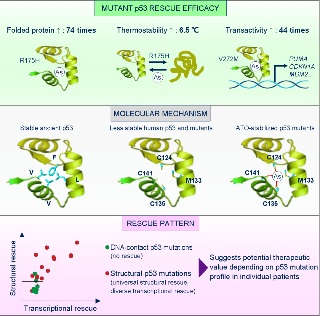 【佳学基因检测】基因解码如何根据肿瘤致病基因设计和寻找新型肿瘤靶向治疗药物？