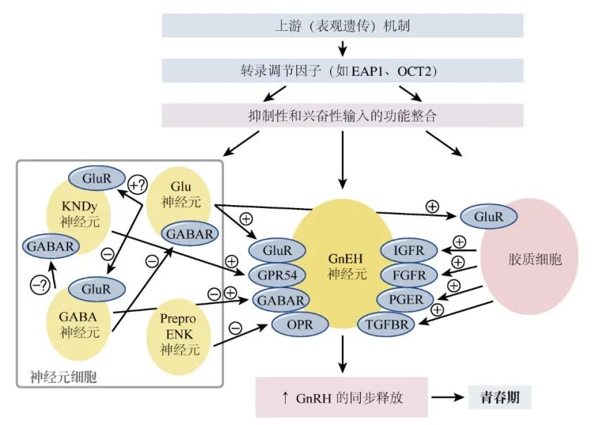 【佳学基因检测】青春期延迟的多种表现及其基因解码、基因检测的重要作用 【佳学基因检测】青春期延迟的多种表现及其基因解码、基因检测的重要作用