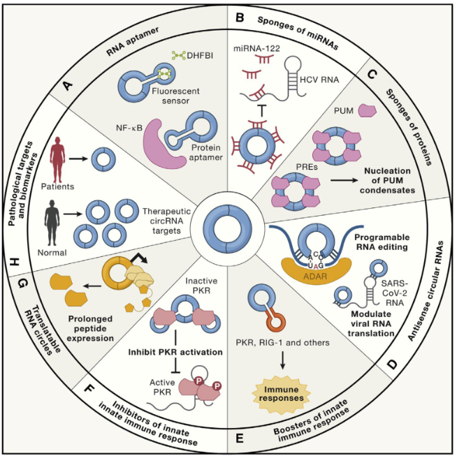 【佳学基因检测】基因检测中如何进行非编码RNA和全转录组联合分析