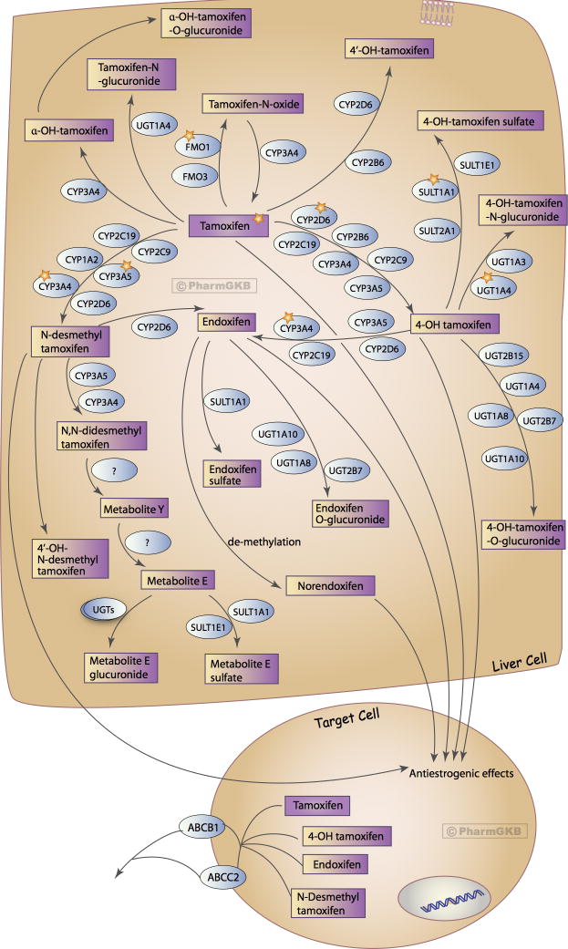 【佳学基因检测】枸橼酸他莫昔芬基因检测 【佳学基因检测】枸橼酸他莫昔芬基因检测