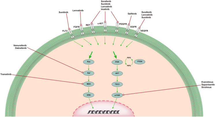 【佳学基因检测】甲状腺未分化癌的免疫治疗、靶向治疗治疗的选择 【佳学基因检测】甲状腺未分化癌的免疫治疗、靶向治疗治疗的选择
