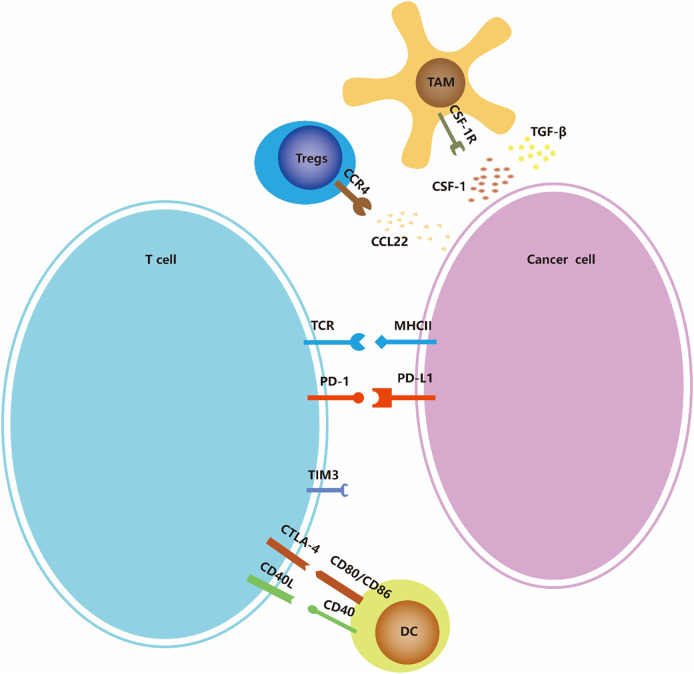 【佳学基因检测】甲状腺未分化癌的免疫治疗、靶向治疗治疗的选择 【佳学基因检测】甲状腺未分化癌的免疫治疗、靶向治疗治疗的选择