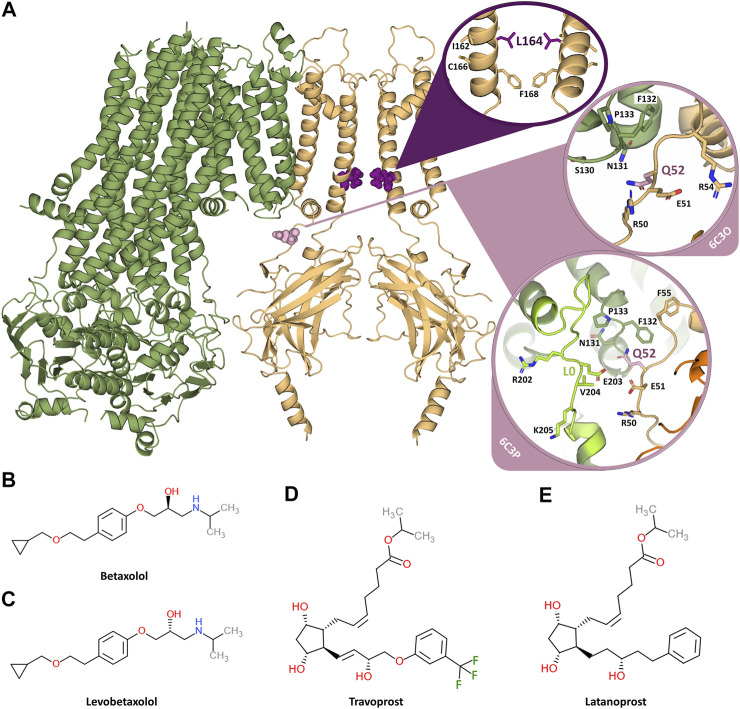 【佳学基因检测】糖尿病的精准用药基因解码：离子通道突变基因检测