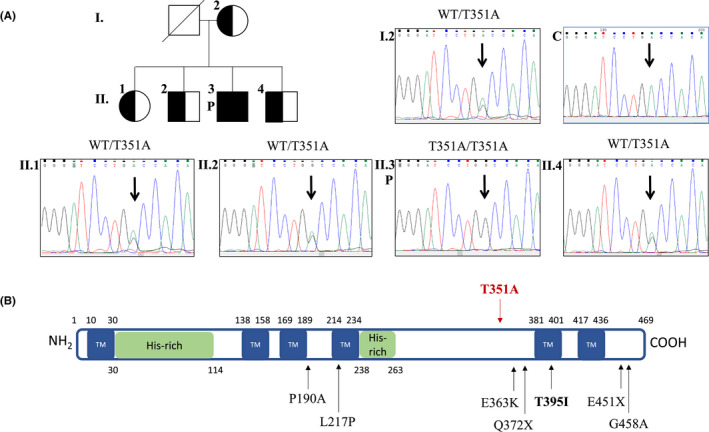 【佳学基因检测】无丙型球蛋白血症非布鲁顿型基因筛查怎么做才会准确？