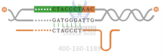 基因解码与精准医疗 基因解码与精准医疗