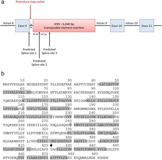 【佳学基因检测】NANA贮积病基因检测