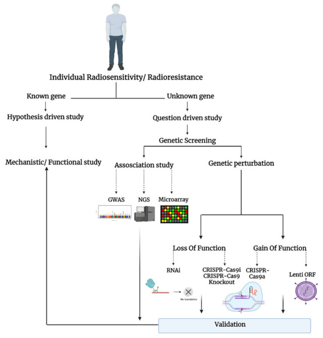 【佳学基因检测】使用高通量基因筛选鉴定新的放射敏感性调节剂