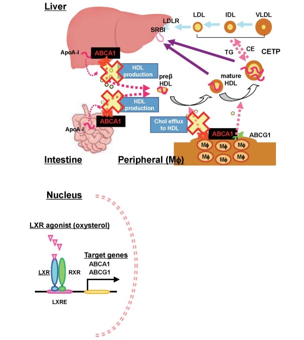 【佳学基因检测】妇科突变检测能力检查中如何准备关于CSF2RB的问题