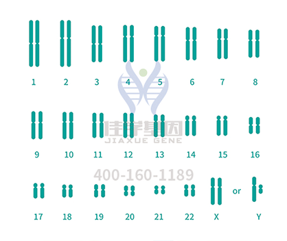 【佳学基因检测】脏器性肥胖基因解码、基因检测