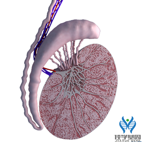 【佳学基因检测