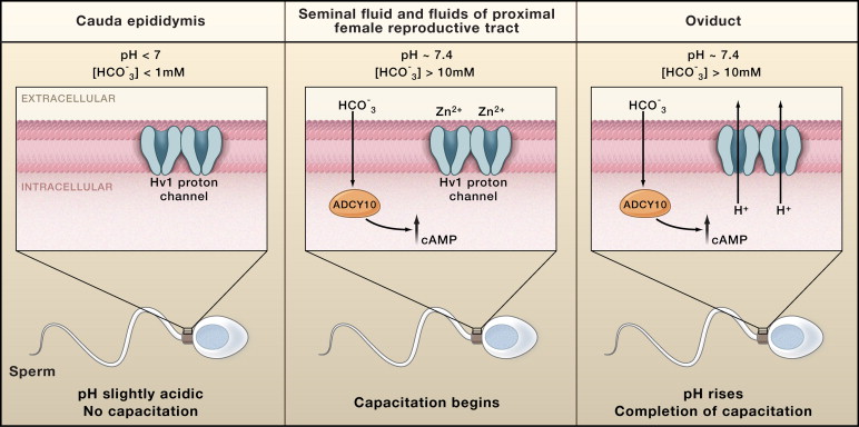 【佳学基因检测】填补男性不育症的基因研究空白,大规模筛查Hv1通道编码蛋白突变