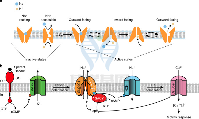 【佳学基因检测】Na+/H+交换蛋白（NHEs)组分发生突变会引起弱精子症而不育吗？