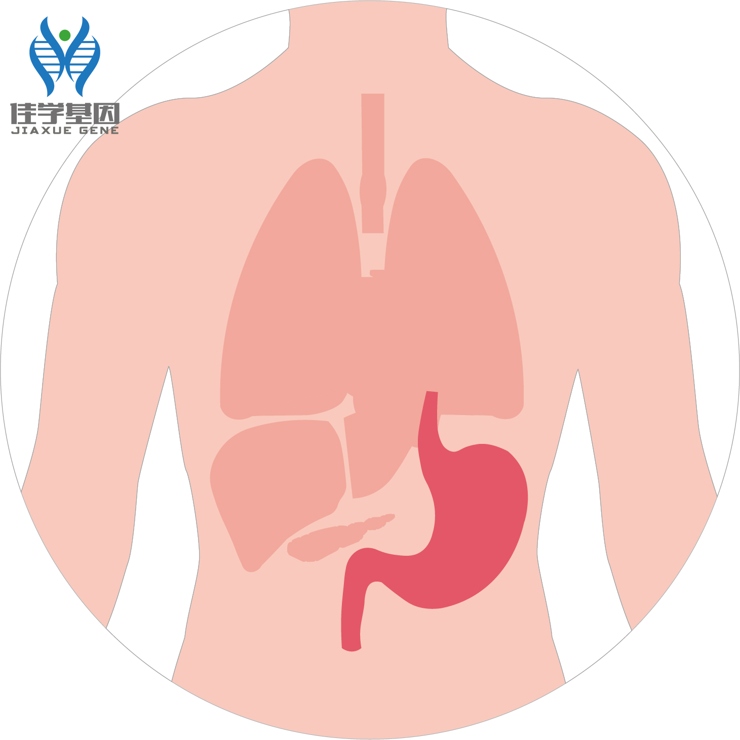 【佳学基因检测】黄斑瘤、黄色瘤基因检测 【佳学基因检测】黄斑瘤、黄色瘤基因检测