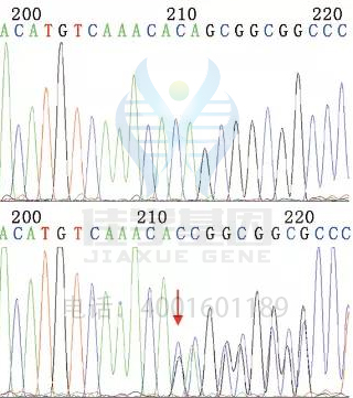 【基因检测基因解码案例】高肌氨酸血症——佳学基因